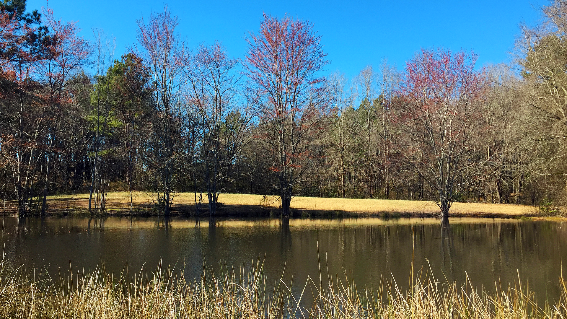 farm pond march 4 2021 68 degrees and sunny in Spartanburg South Carolina County